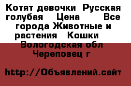 Котят девочки “Русская голубая“ › Цена ­ 0 - Все города Животные и растения » Кошки   . Вологодская обл.,Череповец г.